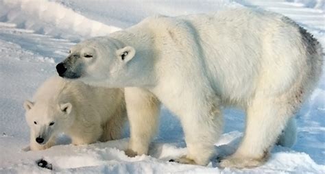 Tundra Region Animals Names