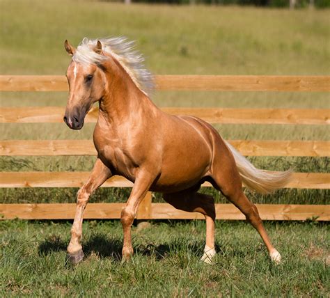 Critter Sitter's Blog: Pretty Palomino Horses