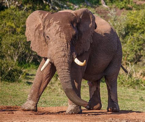 Male African Elephant With Large Tusks Water Summertime South Africa ...