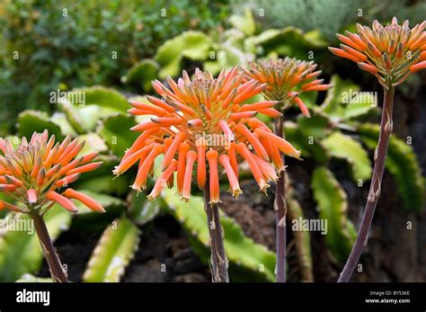 Island of El Hierro, Canary Islands, Spain. Flora & fauna. Aloe Stock ...