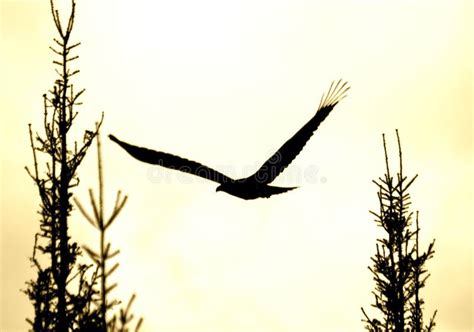 Soaring eagle silhouette stock photo. Image of dawn, silhouette - 24595784