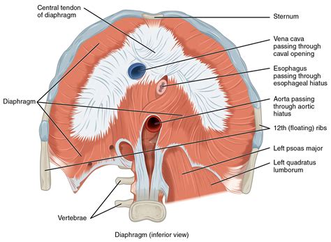 diaphragm holes |Miller| Dr. Chris Miller