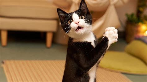 Black White Funny Cat Expression Kitten Tuxedo Cat Standing Funny Cat ...