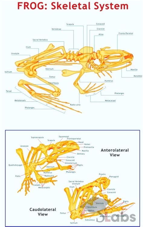 Frog Skeletal System - Scholars Labs