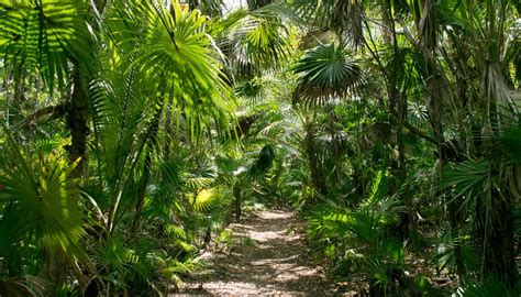 Rainforest Plants