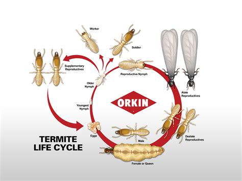 Life Cycle Of A Termite