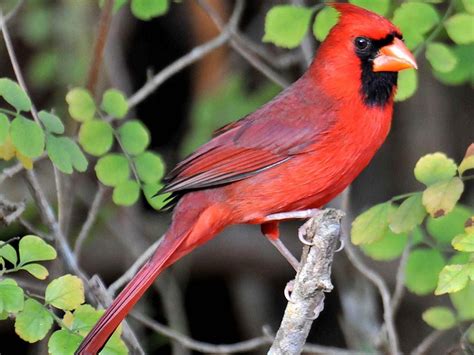 Free Cardinal Wallpaper Desktop - WallpaperSafari | Colorful birds ...