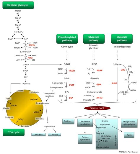 Serine in plants: biosynthesis, metabolism, and functions: Trends in ...