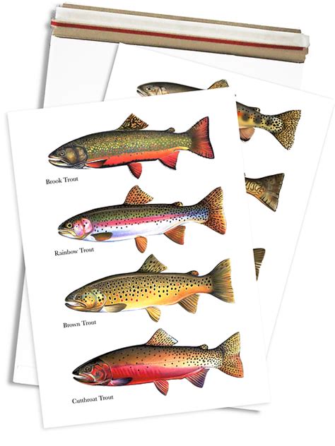 4 Trout Species - Chart Print | antartoutdoors