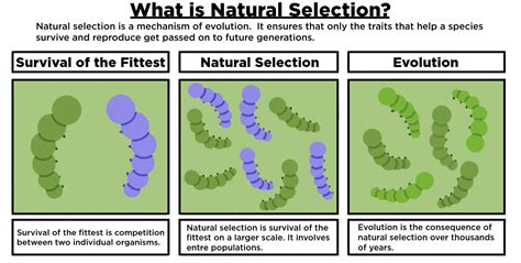 What Is Natural Selection? — Definition & Importance - Expii