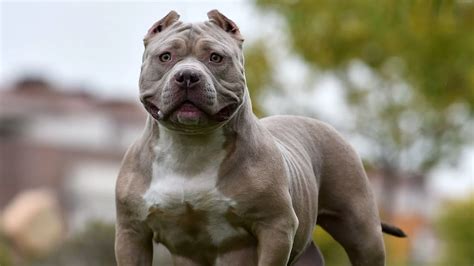 Understanding the XL Bully - Next Level Dog Training