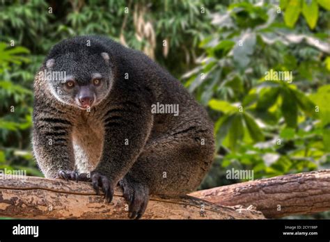 Bear cuscus hi-res stock photography and images - Alamy