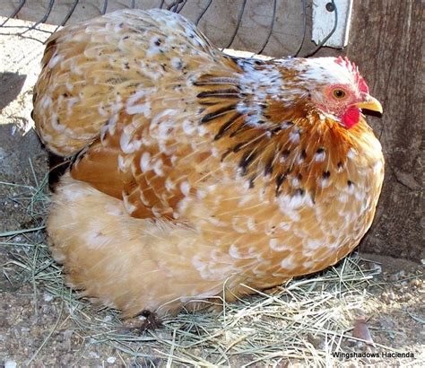 12+ Mille Fleur Bantam Cochin Project Hatching Eggs to Ship 3/20/13 ...