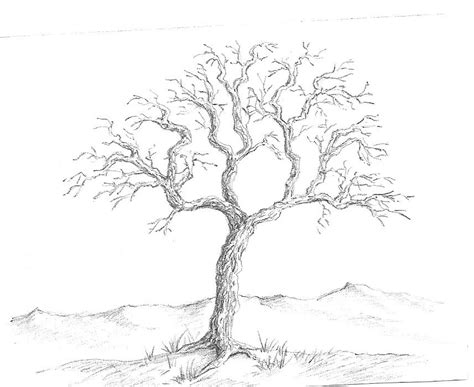 Pencil Drawing Of A Tree