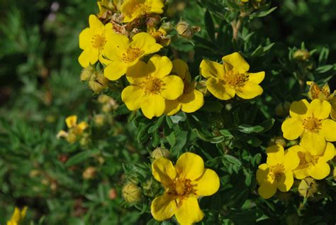 Potentilla Fruticosa Jackmanii - Let's Go Planting