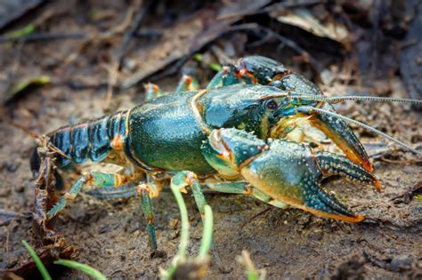 Researchers discover two new crayfish species | EurekAlert!