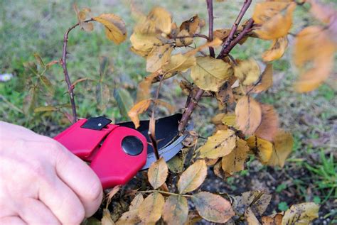 How To Prune Roses 101: Protect Your Roses For Winter