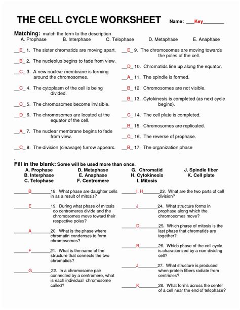 Cell Cycle Coloring Worksheet Key