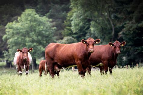 EBVs & Performance Recording – Beef Shorthorn Cattle Society