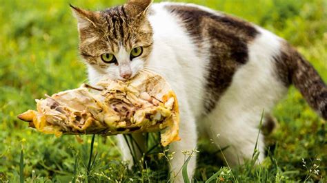 Survival 101: What do Stray Cats Eat? - The Cat Bandit Blog