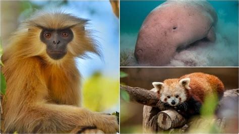 Photos: 7 exotic and rare animal species you didn't know existed in ...