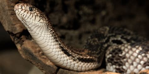 Northern pine snake | Smithsonian's National Zoo and Conservation ...