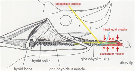 Zoology Jottings: How Chameleons Work: The Tongue. Alexander Sand’s Legacy