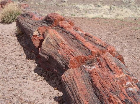 Fossils Petrified Petrified Forest National Park-20 Inch By 30 Inch ...