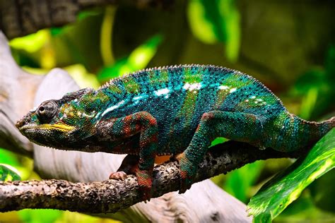 Chameleon Facts for Kids | How Do Chameleons Change Color?