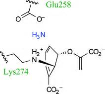 Coenzyme biosynthesis: enzyme mechanism, structure and inhibition ...