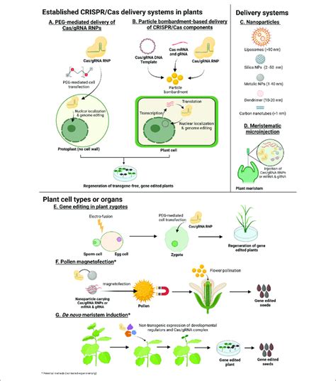 | Methods with potential for transgene-free genome editing in plants ...