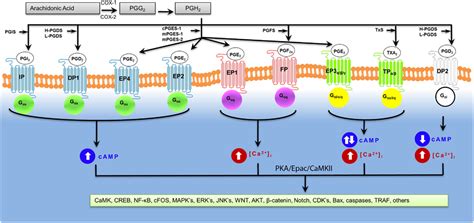 Receptors, Prostaglandin; Prostaglandin Receptors