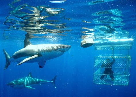 Shark Diving Port Lincoln Boston Bay South Australia Australia