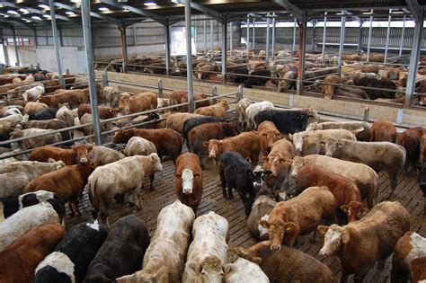 5 key areas to improve cattle cleanliness - Agriland