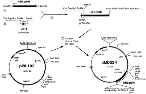 Construction of a plasmid vector for the expression of dihydrolipoamide ...