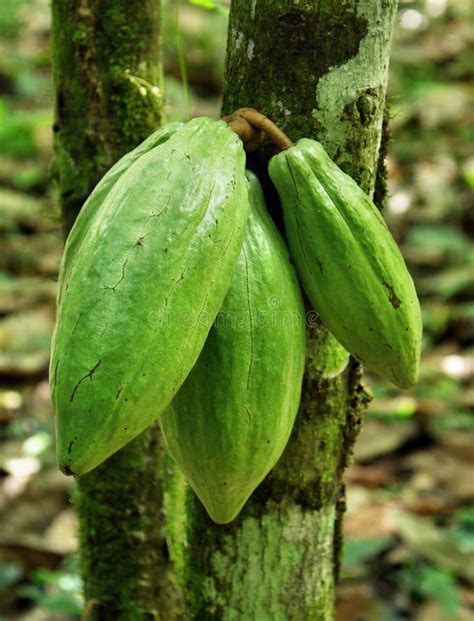 Cocoa bean. stock photo. Image of forest, fruit, nature - 8712934