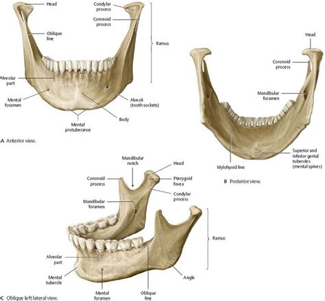 Oral Cavity & Pharynx - Atlas of Anatomy | Anatomy bones, Anatomy, Body ...