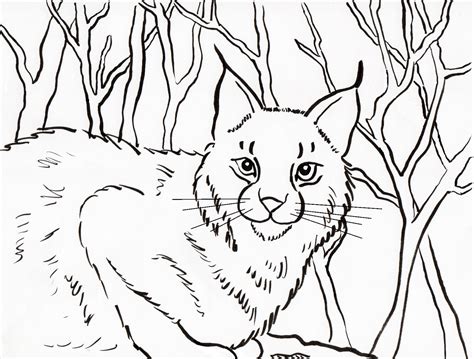 Bobcat Coloring Page | Art Starts