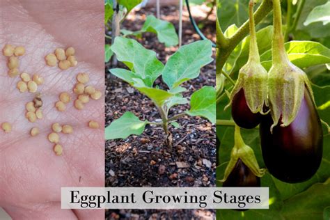 Eggplant Growing Stages: 7 Steps from Seed to Harvest