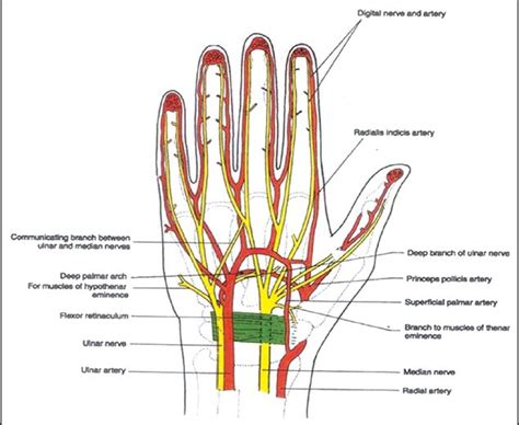 Digital Nerve Anatomy