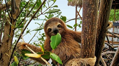 Baby sloth eating mangrove leaf - Docupop | Student Loan Consolidation ...