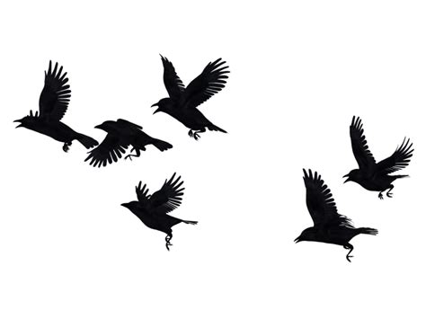 Crow Portable Network Graphics Bird Flock Raven - season of crows png ...