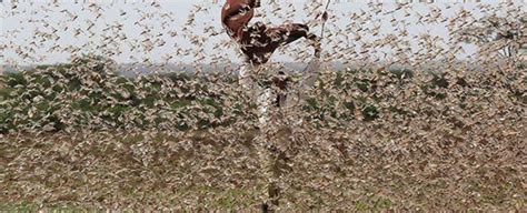 The Locust Plague in East Africa Is Sending Us a Message, And It's Not ...