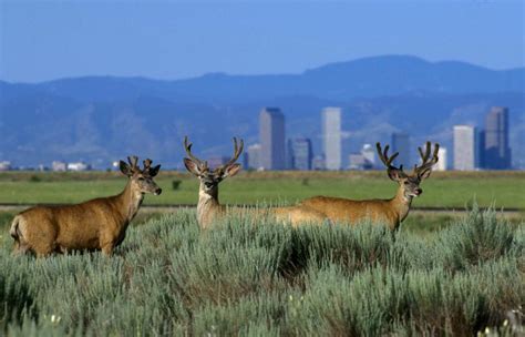 9news.com | What I learned on a 2-day wildlife photography safari in ...