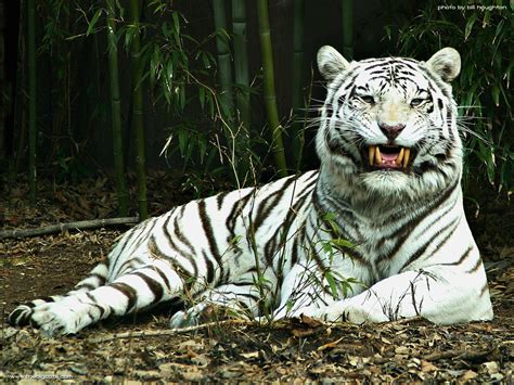 Majestic White Tiger HD Wallpaper