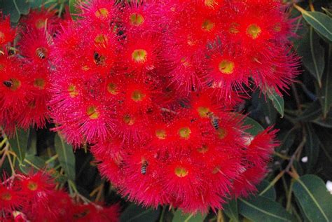 Garden Gatherings: The Prettiest Flowering Gum?