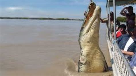 The Saltwater Crocodiles | HubPages