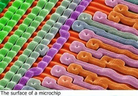 The World under a Microscope (13 pics) - Izismile.com