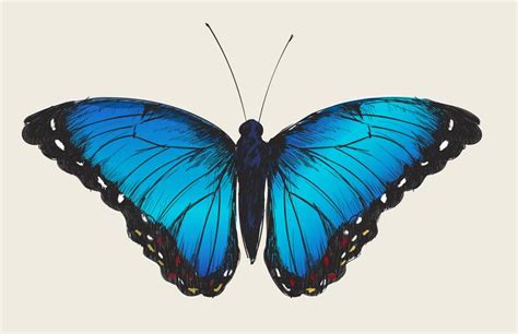 Single detailed butterfly - Download Free Vectors, Clipart Graphics ...