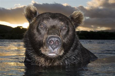 Russian Brown Bear In River Photograph by Sergey Gorshkov